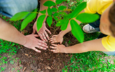 JOP Paris 2024 : des arbres du Village des athlètes parrainés par des classes