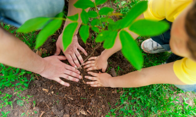 JOP Paris 2024 : des arbres du Village des athlètes parrainés par des classes