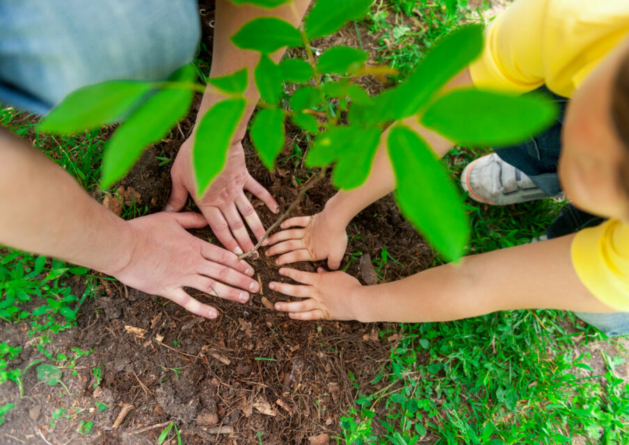 JOP Paris 2024 : des arbres du Village des athlètes parrainés par des classes