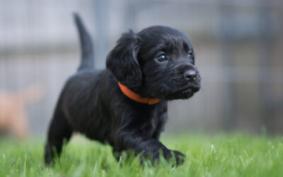 Un collège d’Oléron adopte un chien pour le bien être des élèves