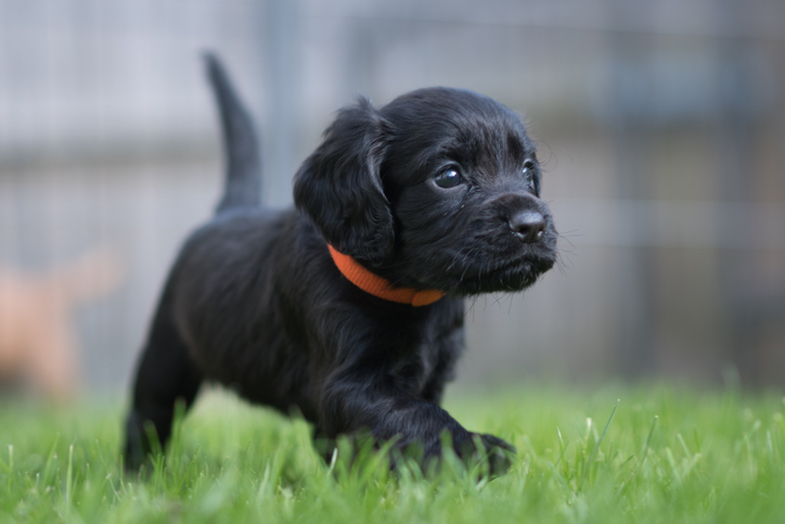 Un collège d’Oléron adopte un chien pour le bien être des élèves