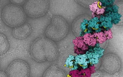 Grippe : une étude ouvre de nouvelles perspectives thérapeutiques