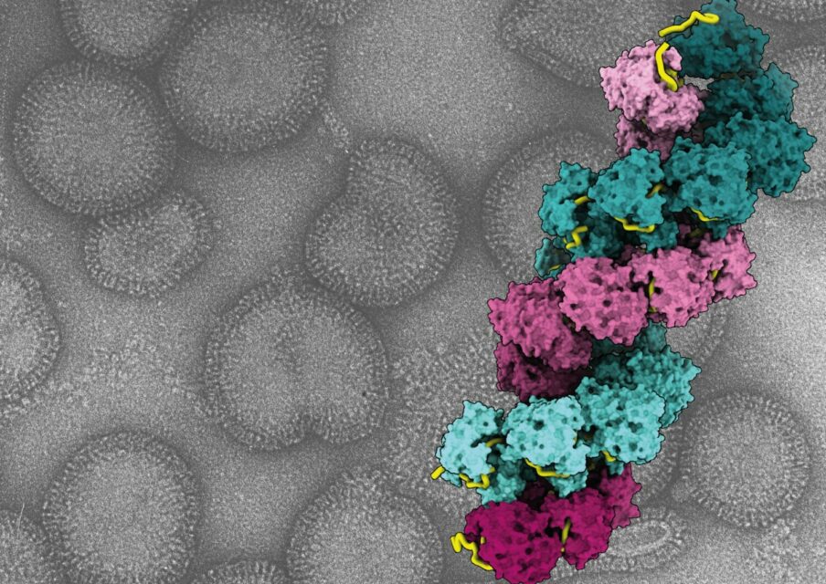 Grippe : une étude ouvre de nouvelles perspectives thérapeutiques